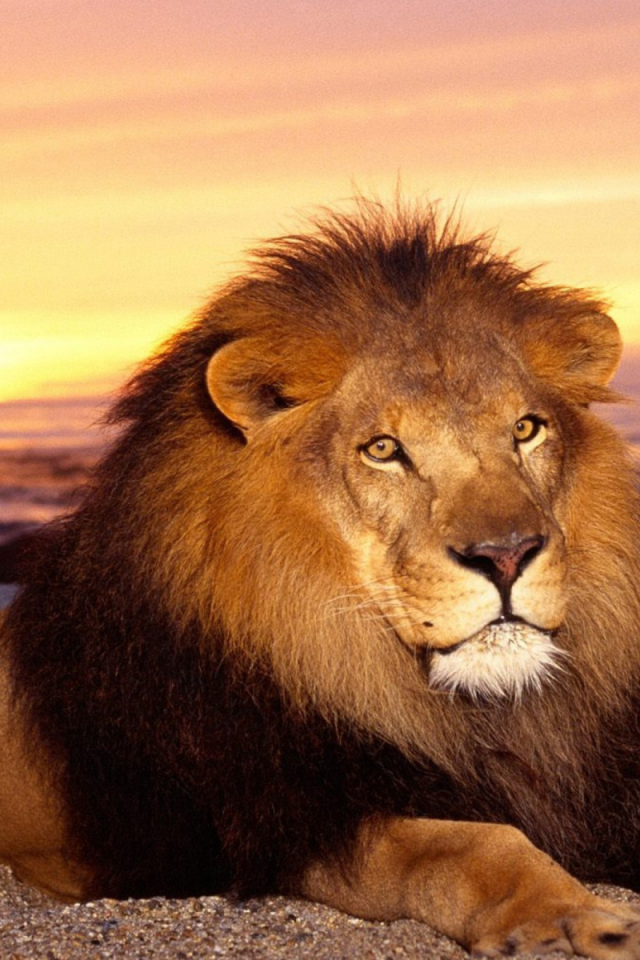 лев, хищник, животное