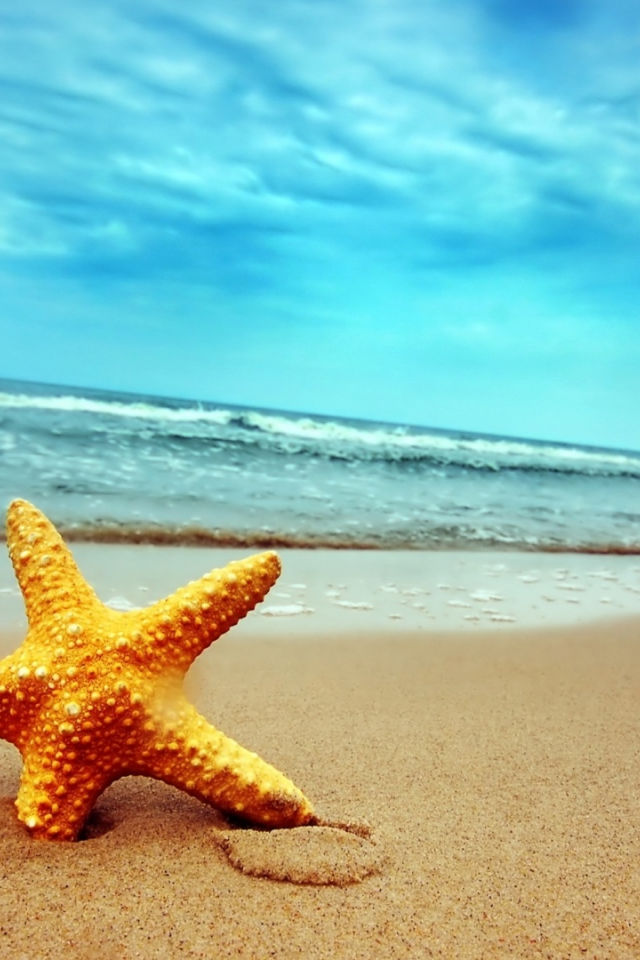 океан, берег, пляж, морская звезда
