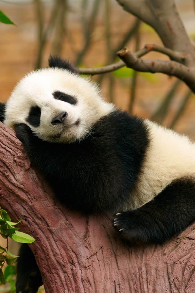 панда, спит, дерево