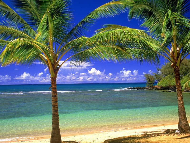 palm trees, view