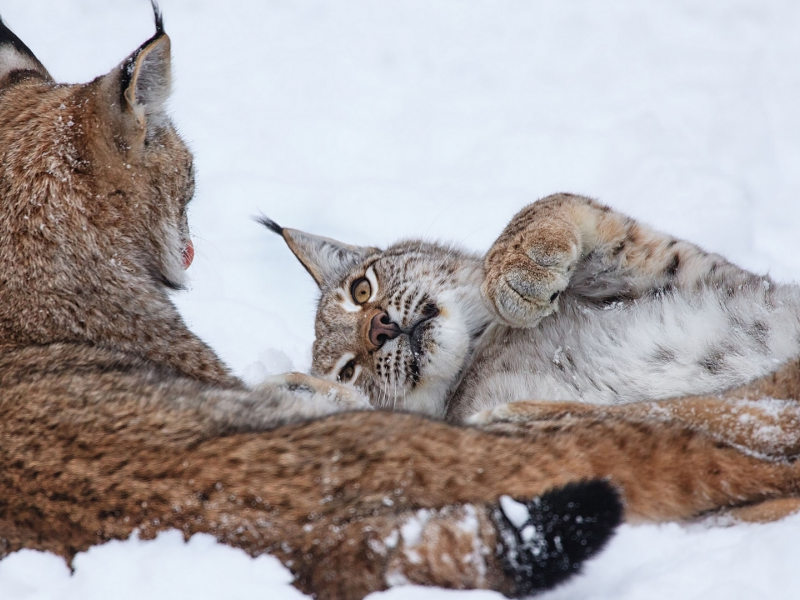 рыси, животные, лежат на снегу