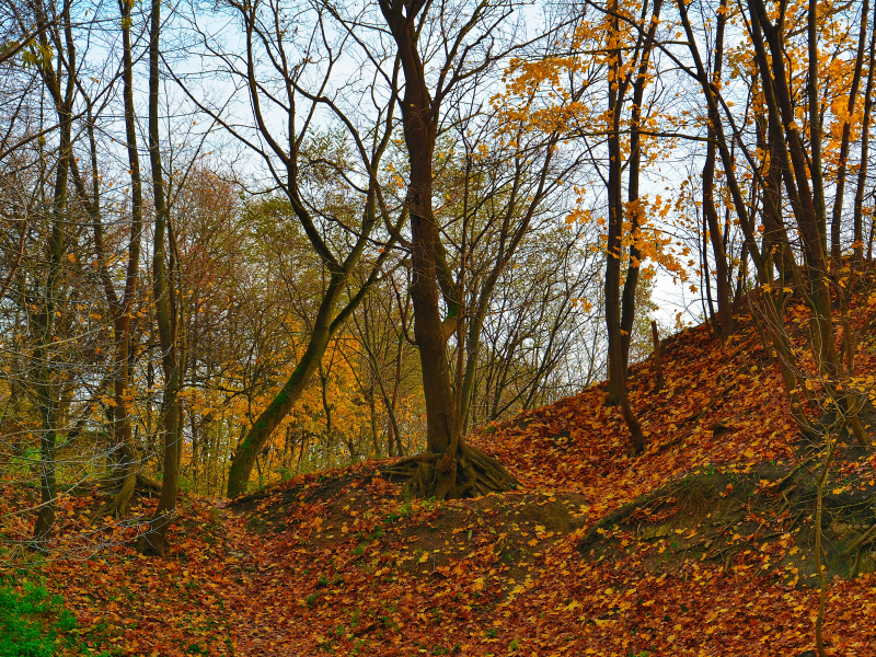 осень, лес, листья