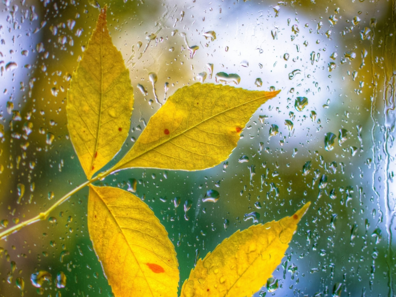 осень, листья жёлтые, дождь