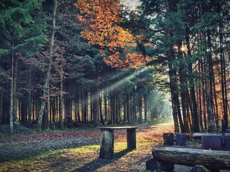 парк, скамейка, осень