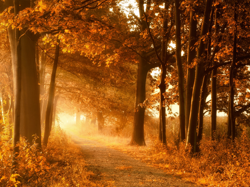 осень, лес, дорога, деревья, луч