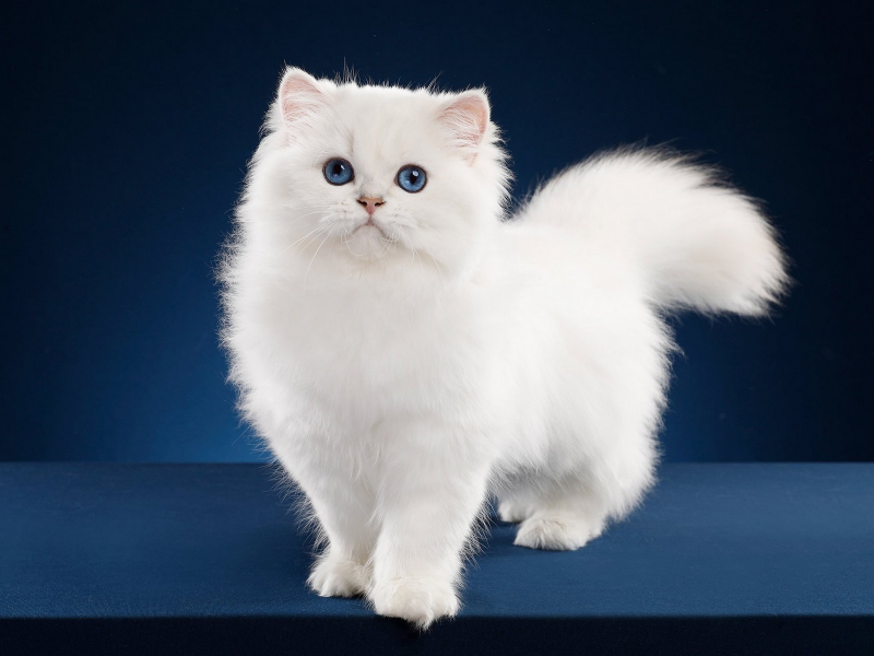 кошка белая, взгляд