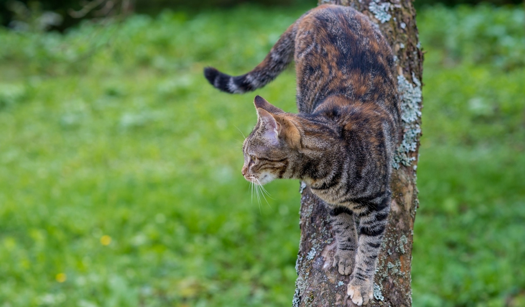 кошка, животное, на дереве