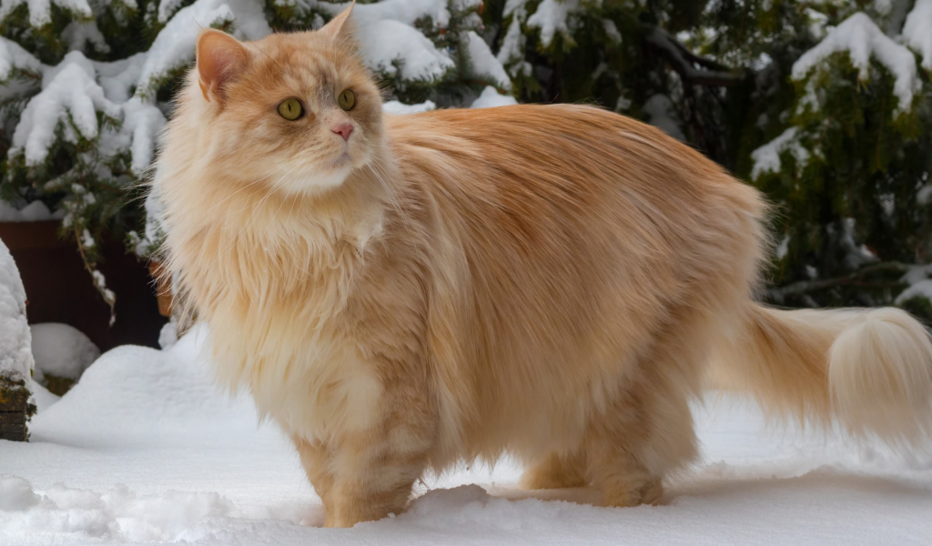 кот рыжий, взгляд, снег