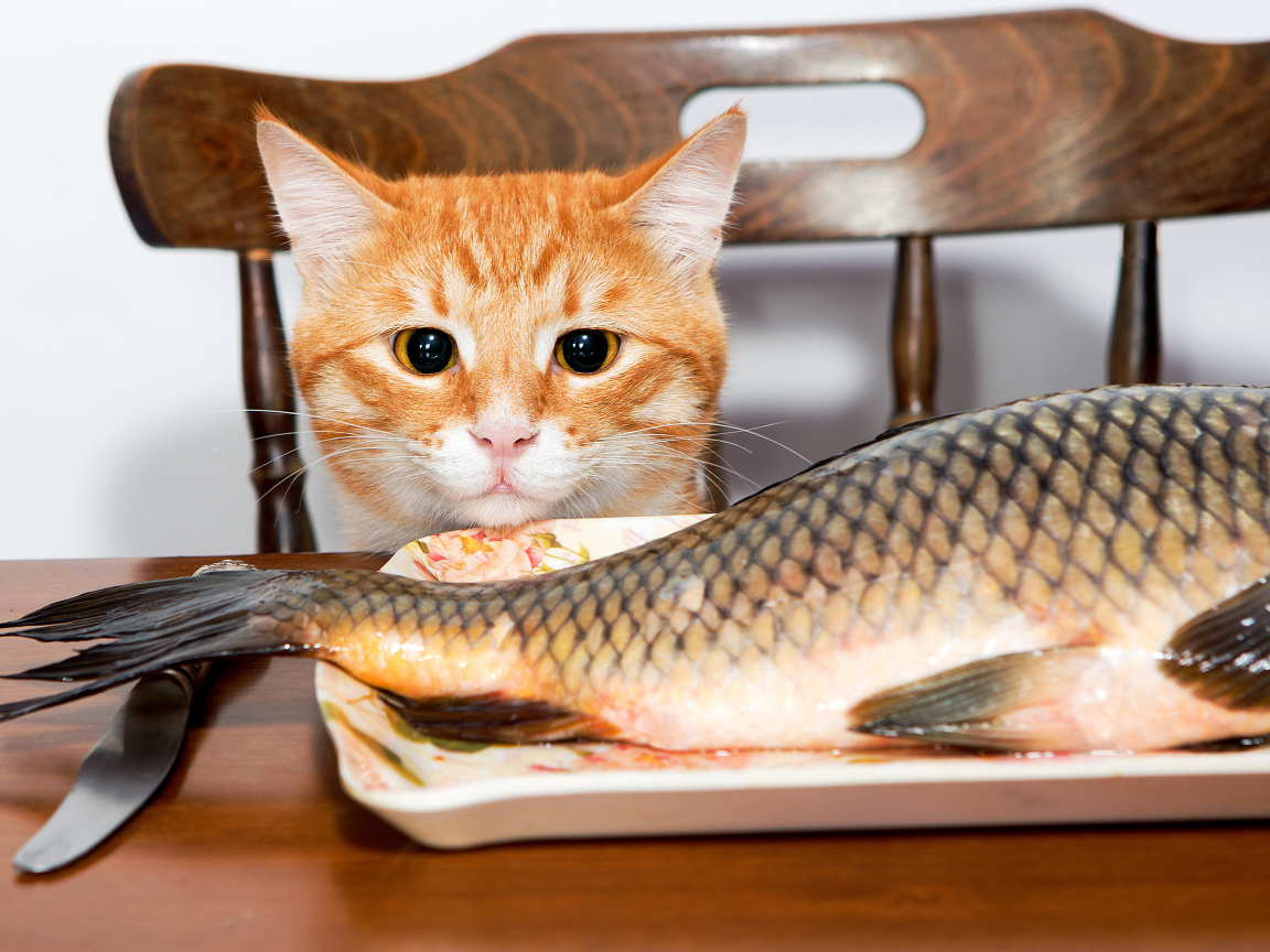 кот, рыба, стол