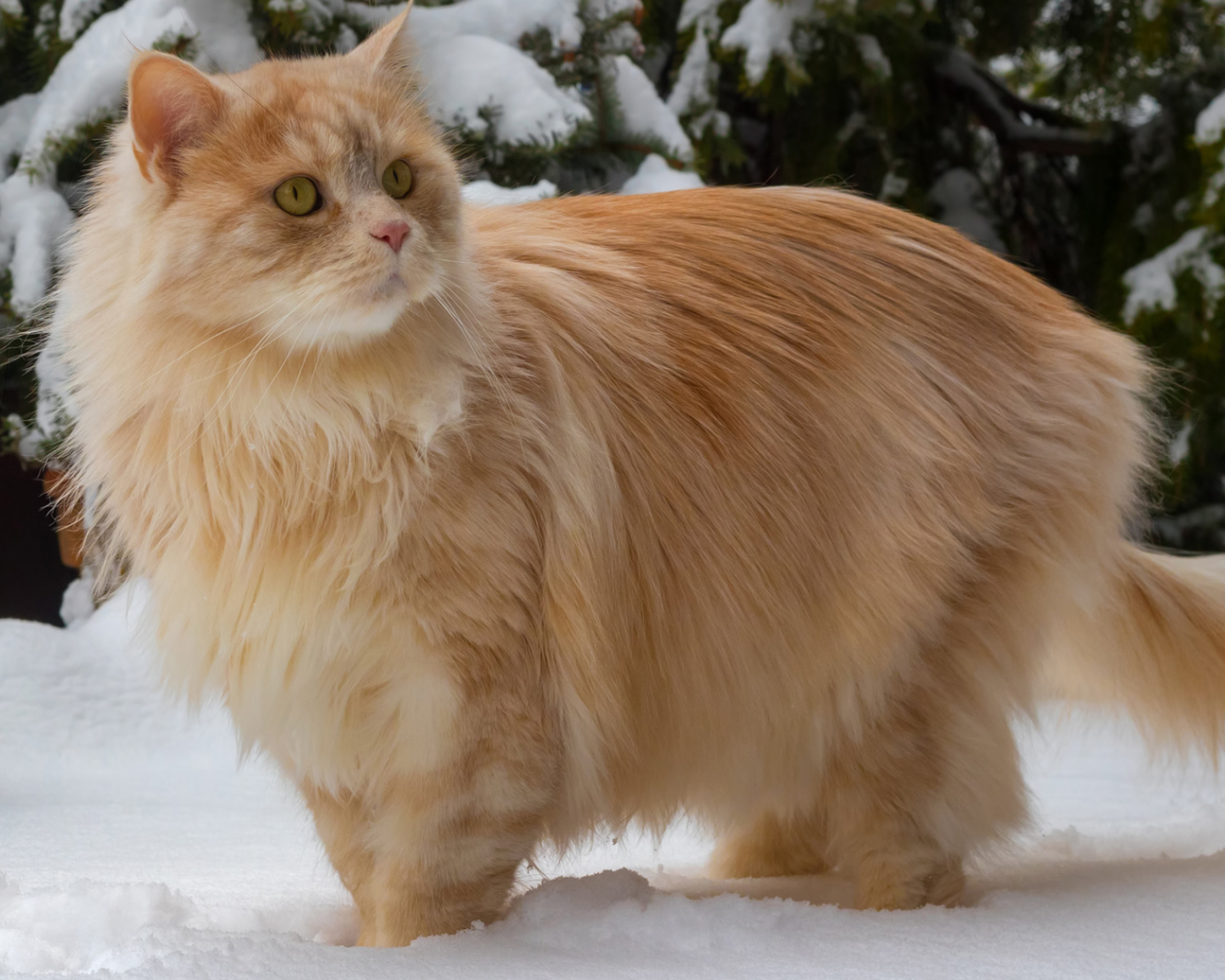 кот рыжий, взгляд, снег