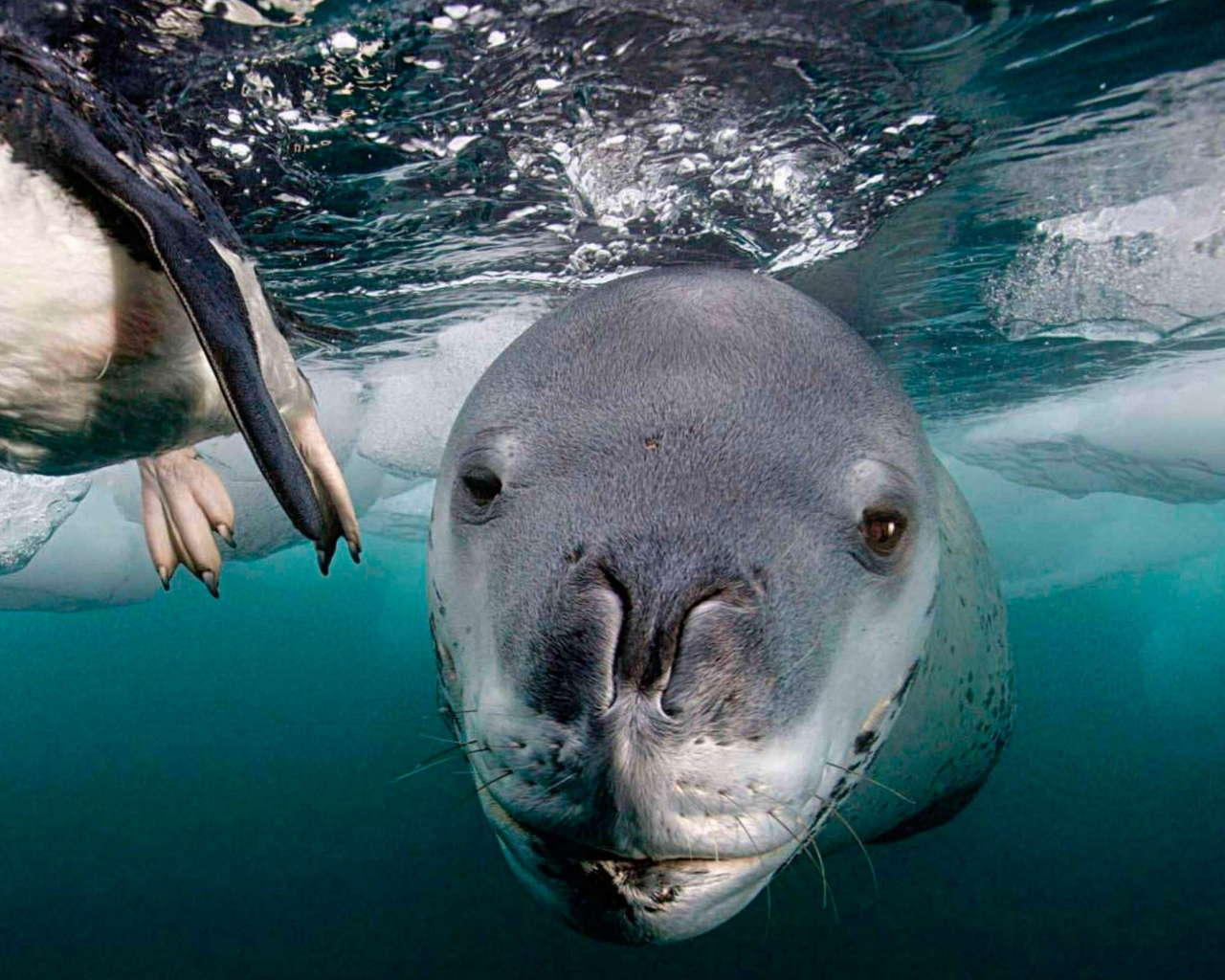 под водой, морской леопард, пингвин