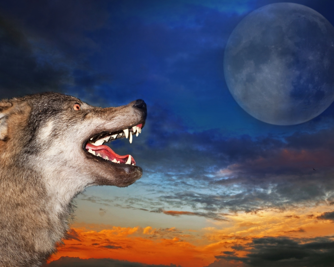волк, луна