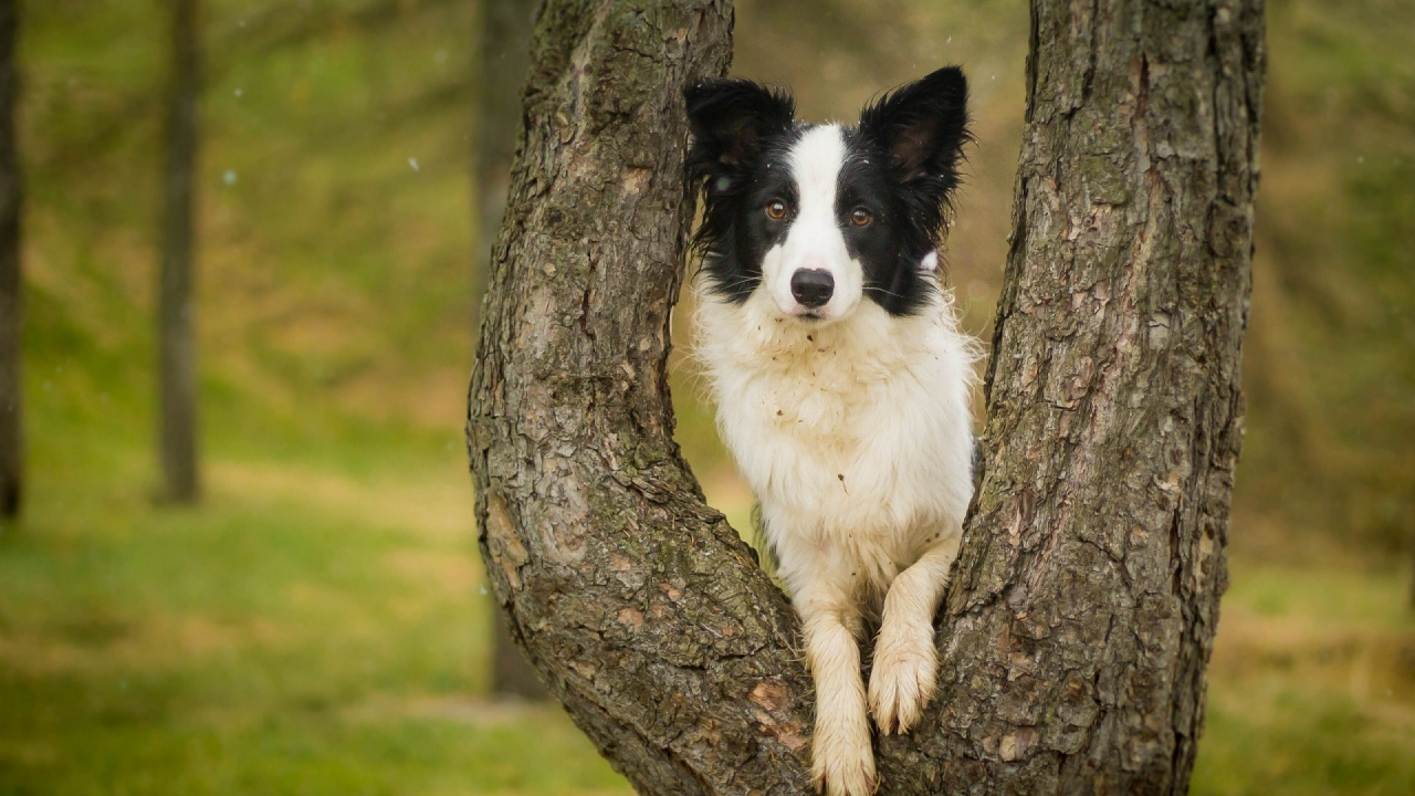 собака, животное, на дереве