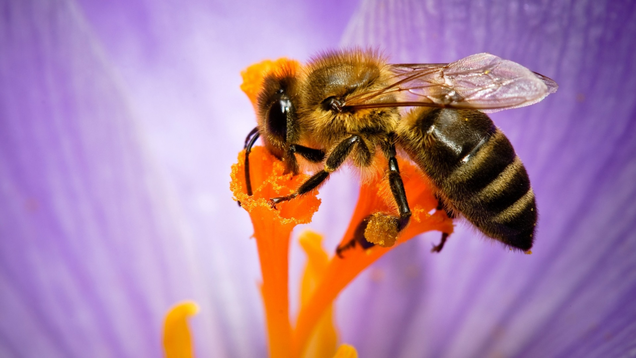 пчела, опыление цветка