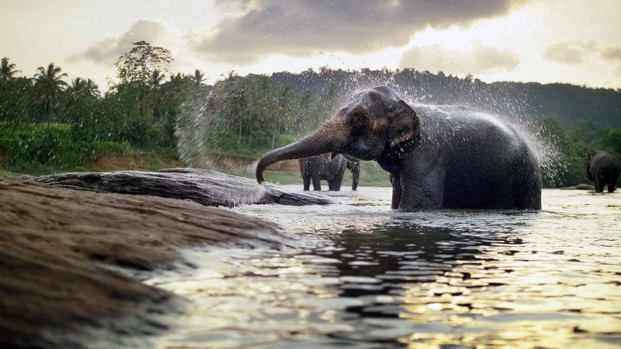 слоны, животные, река