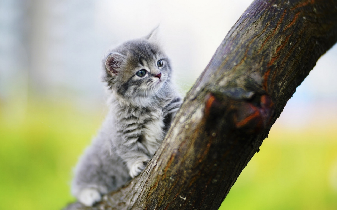 котёнок, маленький, на дереве