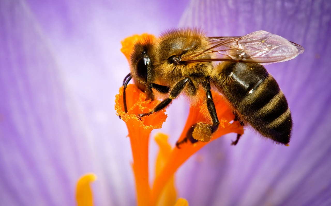 пчела, опыление цветка