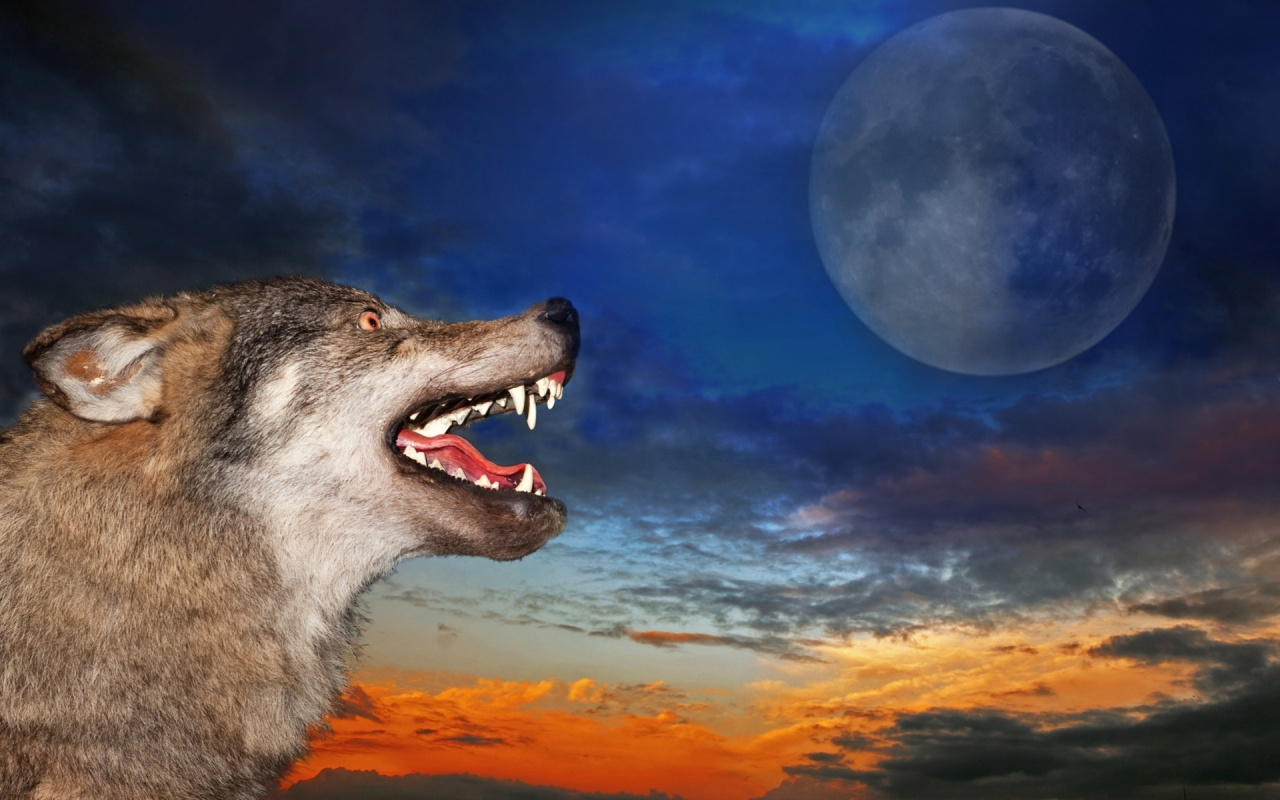 волк, луна