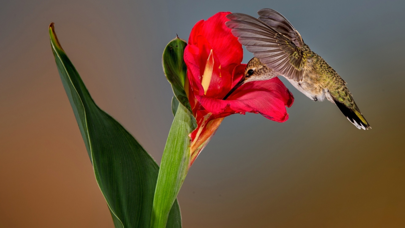 колибри, цветы