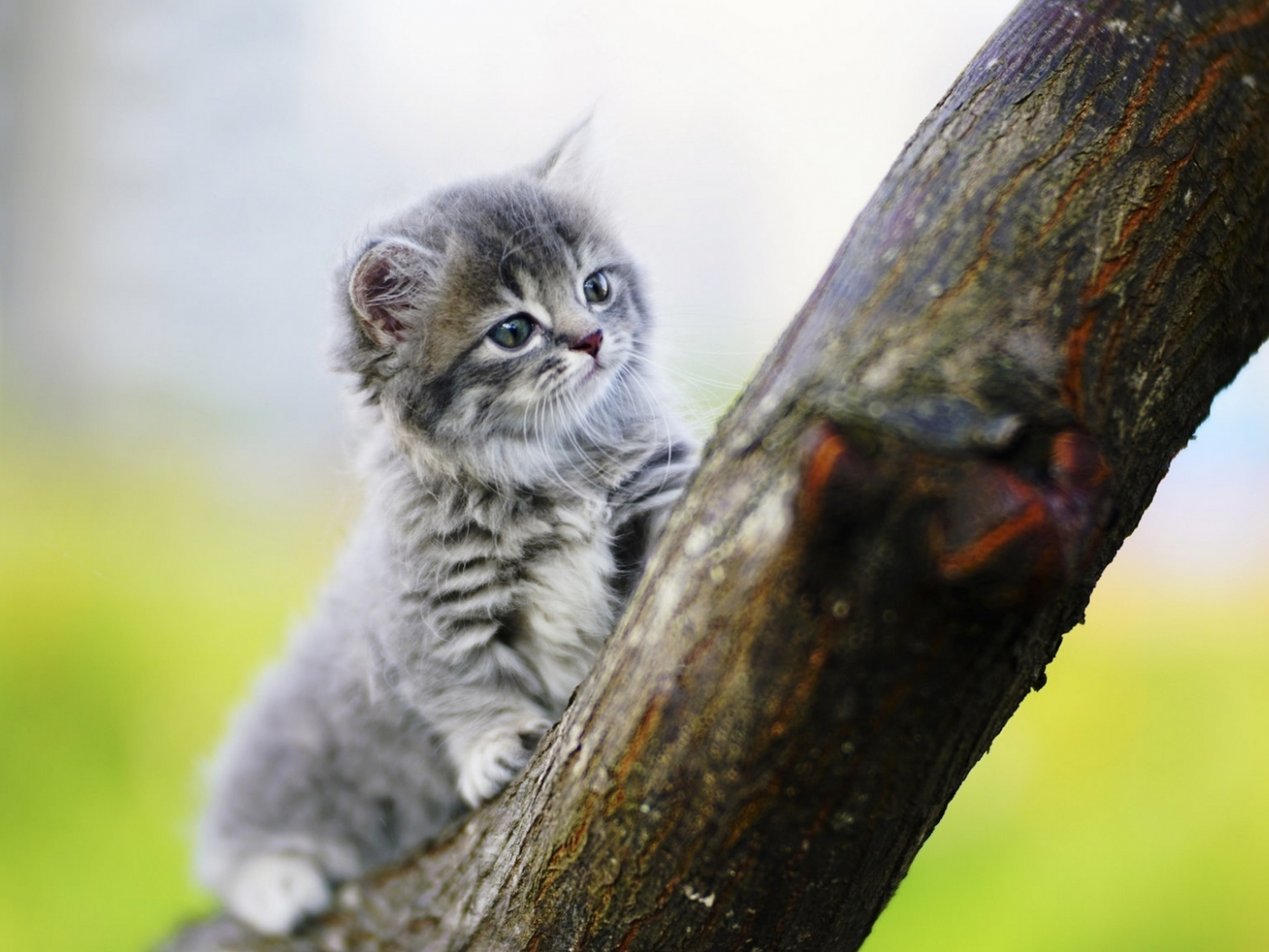 котёнок, маленький, на дереве