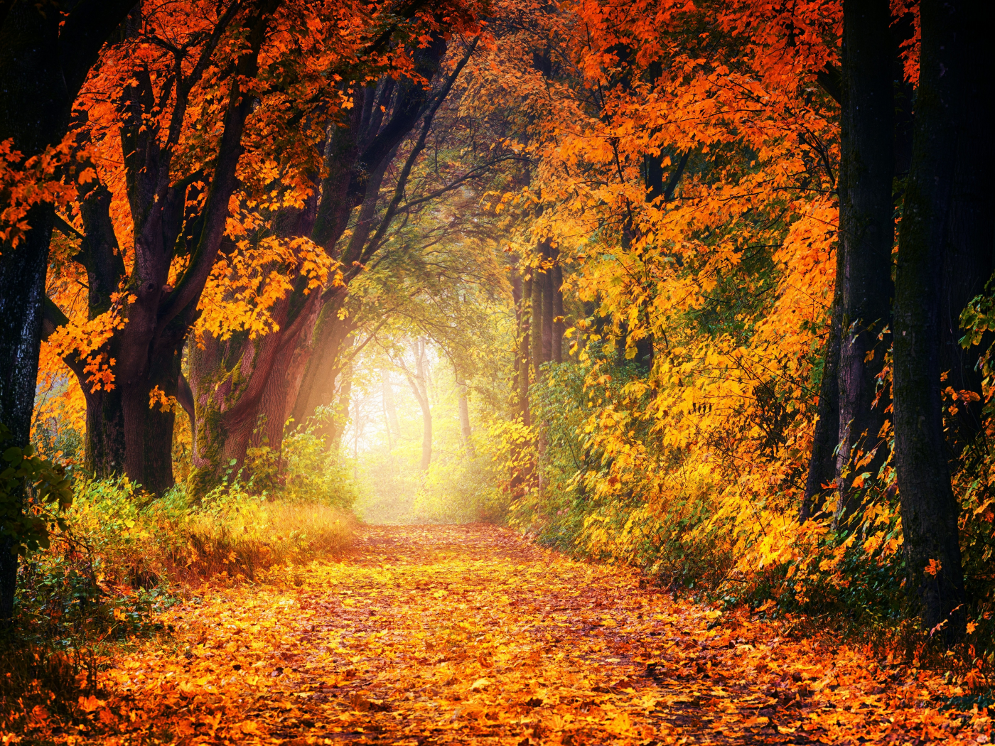 природа, лес, деревья, дорога, осень