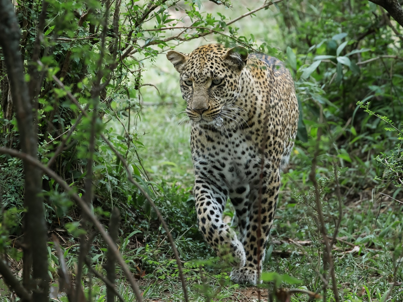 леопард, природа