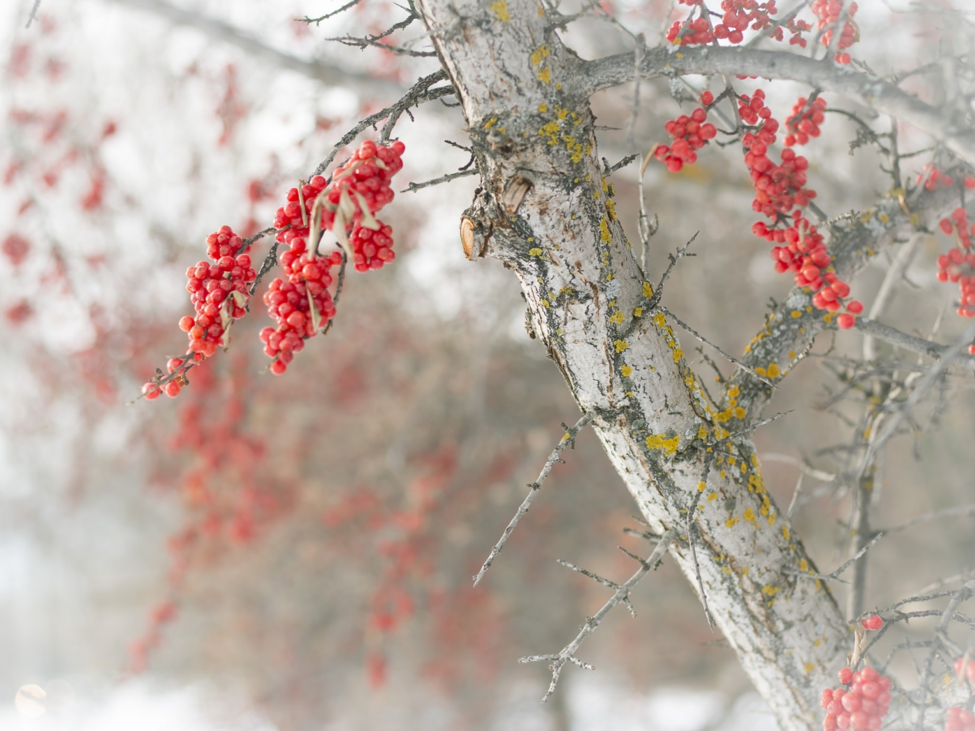 дерево, ягоды, зима, снег, иней