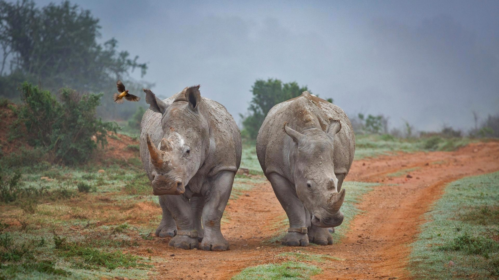 носороги, африка