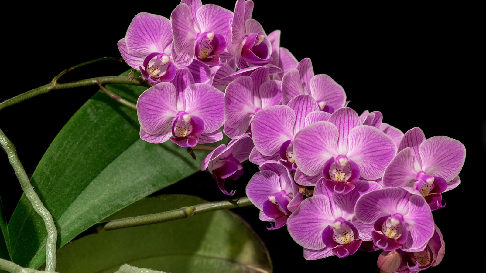 орхидеи, фон, цветы