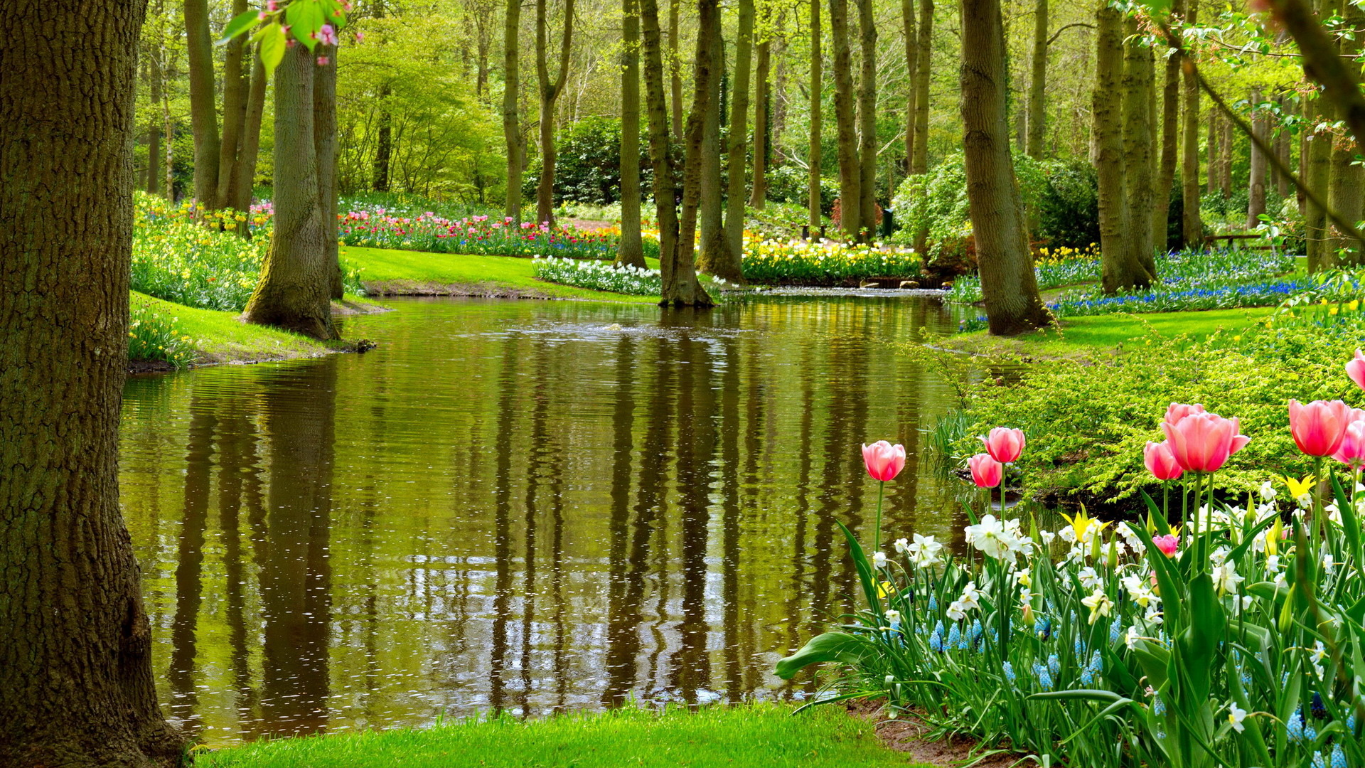 парк, весна, цветы, озеро