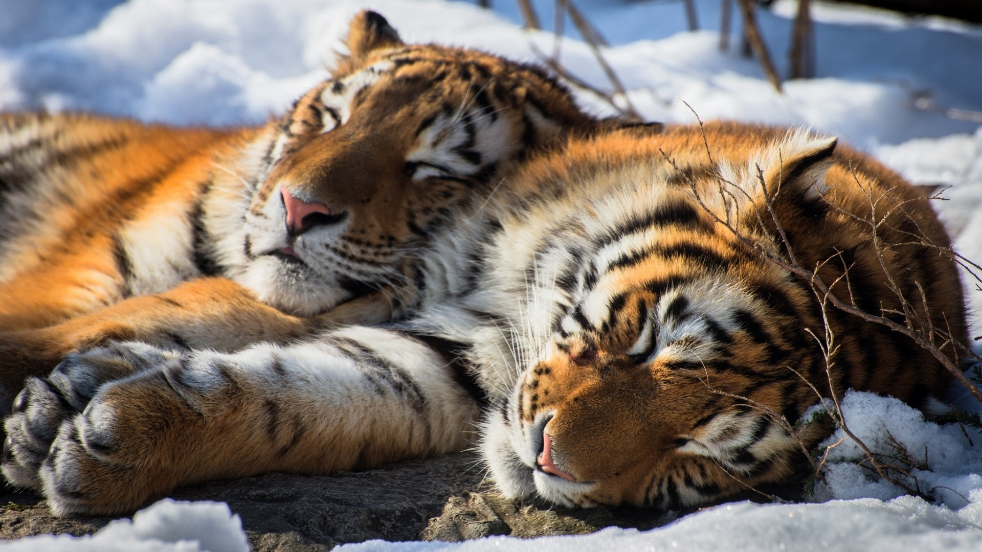 тигры, животные, спят