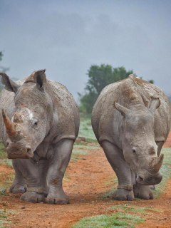 носороги, африка