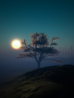 поле, дерево, закат