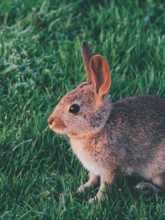 заяц, животное