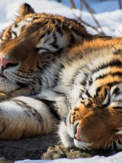тигры, животные, спят