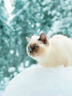 кошка сиамская, взгляд, снег