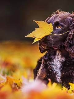 собака, животное, осень, листопад