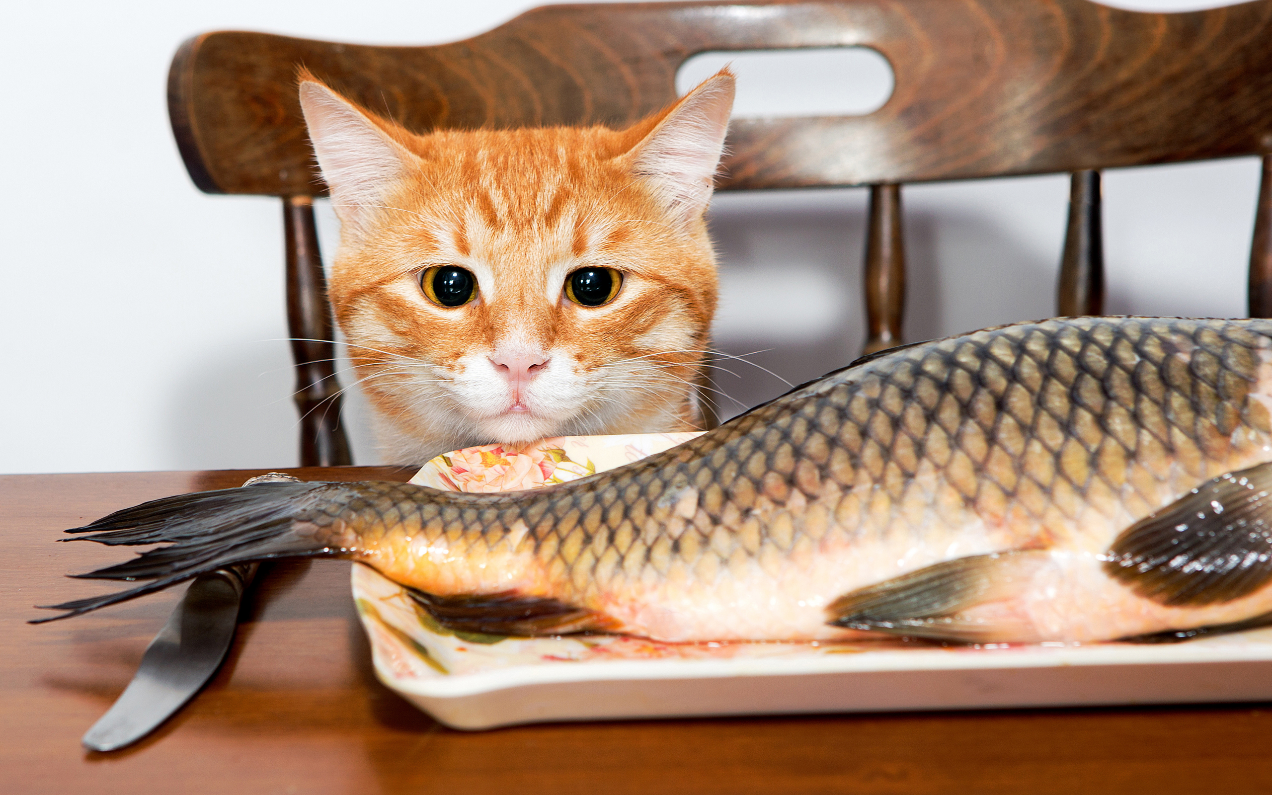 кот, рыба, стол