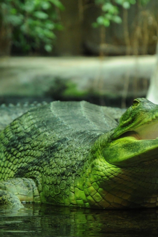 крокодил, зелёный