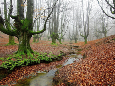 лес, осень, туман, ручей