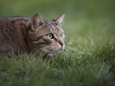 кот, взгляд, лежит на траве