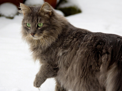кот, животное, снег, зима