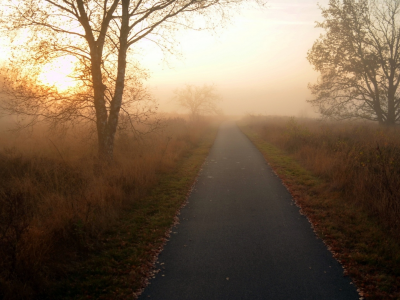 дорога, деревья, туман