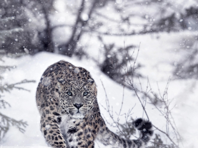 леопард, животное, хищник, снег