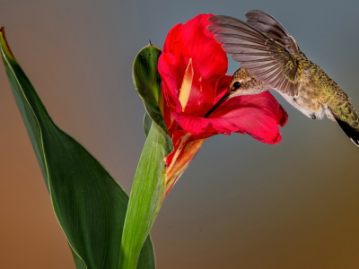 колибри, цветы