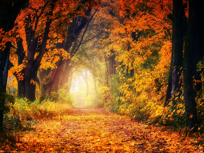 природа, лес, деревья, дорога, осень