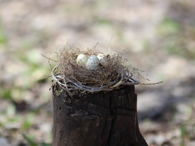гнездо, яйца