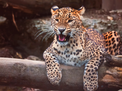 леопард, животное, хищник