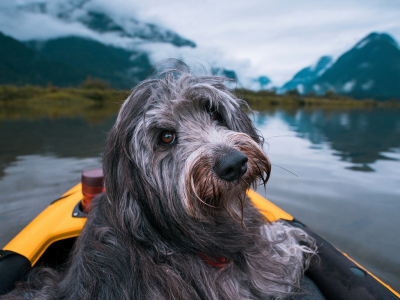 собака, взгляд, сидит в лодке