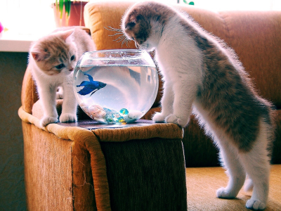 коты, аквариум